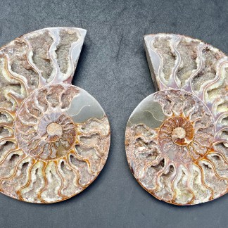 Sliced Ammonite 1.617 Lb