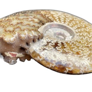 Ammonite with amazing head 1.155 Lb