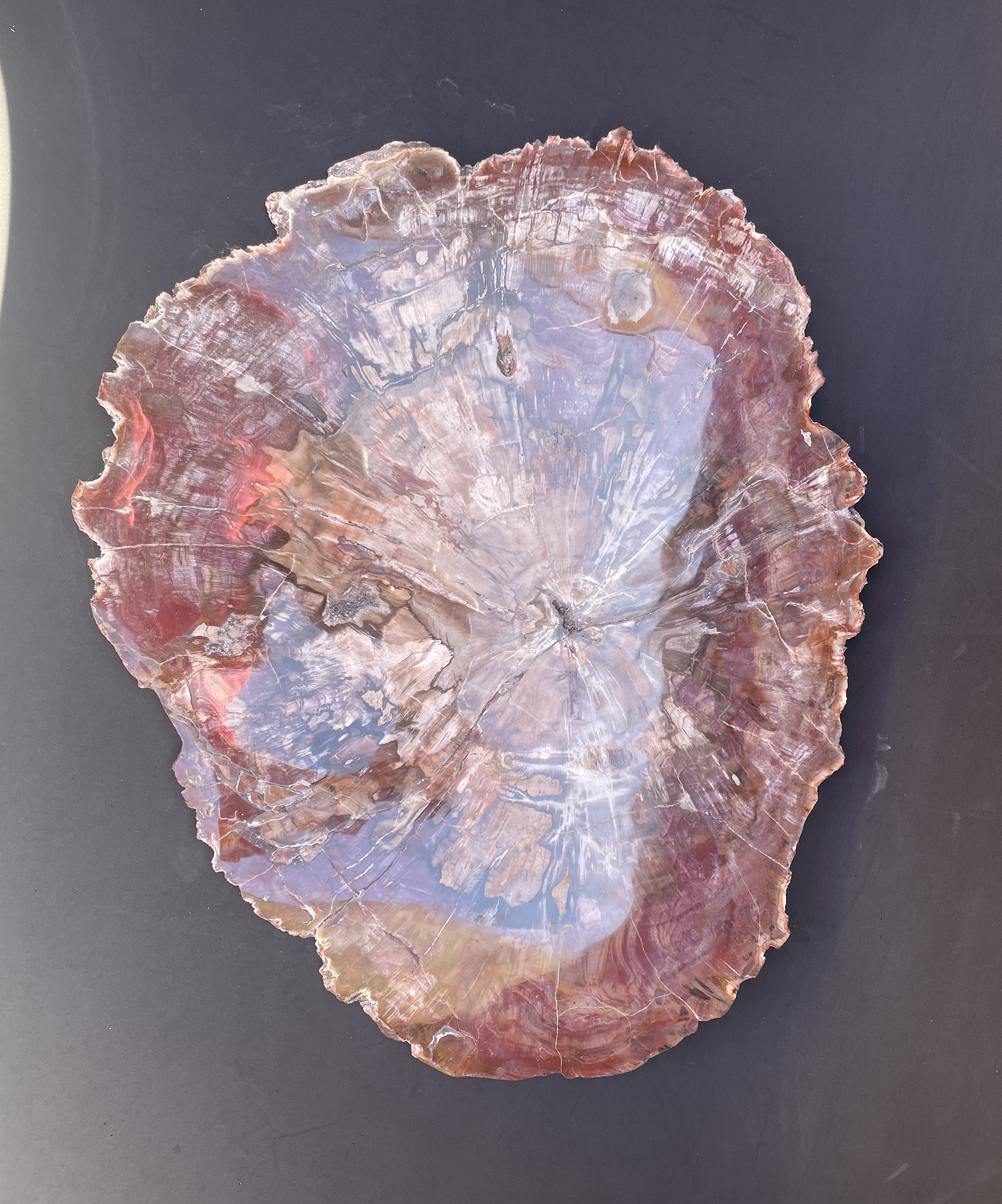 Red Petrified Wood Slab 17 inches - Image 6