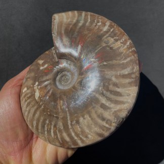 Fossils